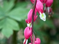 Bleeding Heart